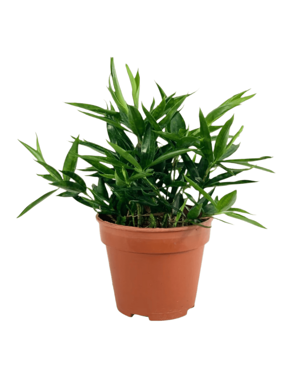 dracaena surculosa punctulata Dracaena Surculosa - Japanese Bamboo