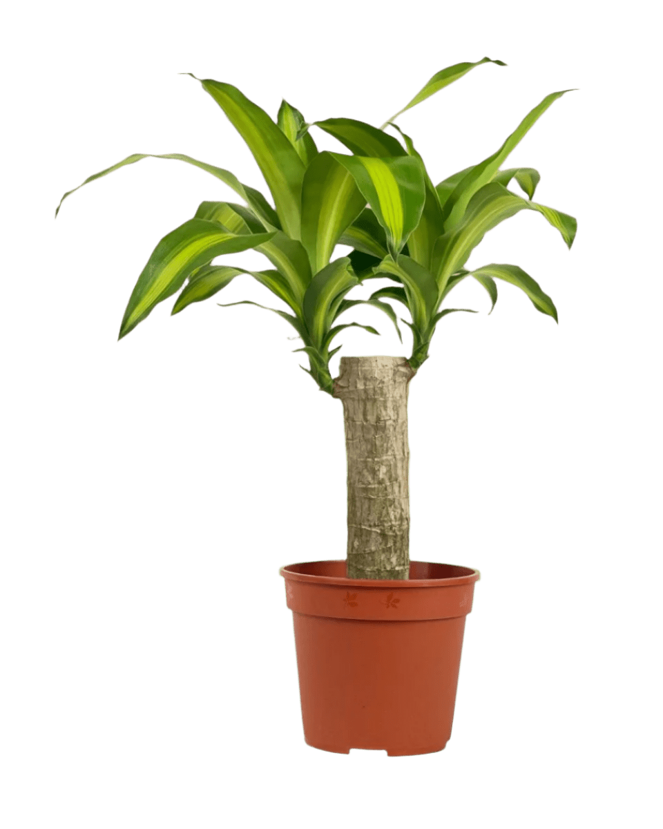 dracaena dracena Dracena Fragrans Iron Tree Single Stem (0.6m)