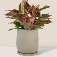 Dusty Grey Cement Planter with Tray - Small