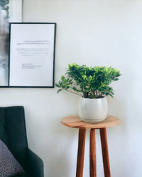 Dwarf Gardenia Jasminoides - grow pot - Potted plant - Tumbleweed Plants - Online Plant Delivery Singapore