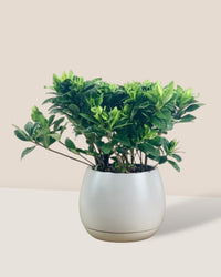 Dwarf Gardenia Jasminoides - grow pot - Potted plant - Tumbleweed Plants - Online Plant Delivery Singapore