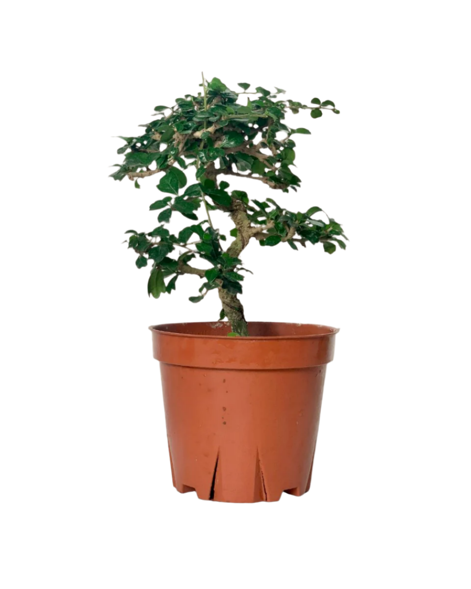 Ehretia Bonsai - Potted plant -  Tumbleweed Plants