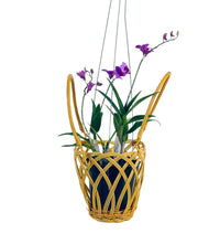Epidendrum Orchid - Potted plant - Tumbleweed Plants - Online Plant Delivery Singapore