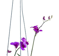 Epidendrum Orchid - Potted plant - Tumbleweed Plants - Online Plant Delivery Singapore