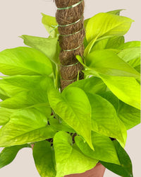 Epipremnum Aureum Neon Plant (0.3m) - grow pot - Potted plant - Tumbleweed Plants - Online Plant Delivery Singapore