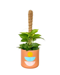 Epipremnum Money Plant (0.6m) - canyon planter - Potted plant - Tumbleweed Plants - Online Plant Delivery Singapore