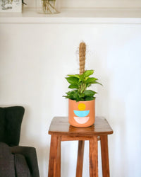 Epipremnum Money Plant (0.6m) - canyon planter - Potted plant - Tumbleweed Plants - Online Plant Delivery Singapore