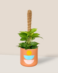 Epipremnum Money Plant (0.6m) - canyon planter - Potted plant - Tumbleweed Plants - Online Plant Delivery Singapore