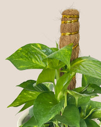 Epipremnum Money Plant (0.6m) - canyon planter - Potted plant - Tumbleweed Plants - Online Plant Delivery Singapore