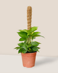 Epipremnum Money Plant (0.6m) - grow pot - Potted plant - Tumbleweed Plants - Online Plant Delivery Singapore