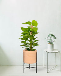 Epipremnum Money Plant (0.9m) - sedona stand - Potted plant - Tumbleweed Plants - Online Plant Delivery Singapore