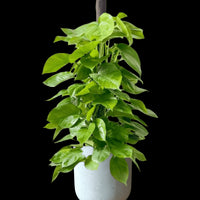 Epipremnum Money Plant (1m)