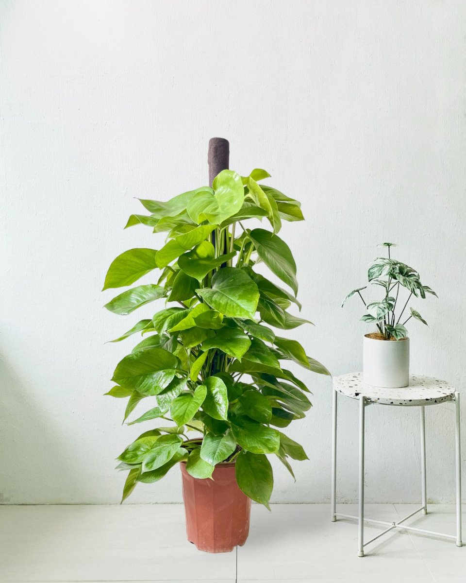 Epipremnum Money Plant (1.5m) in a grow pot
