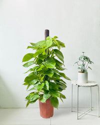 Epipremnum Money Plant (1.5m) in a grow pot