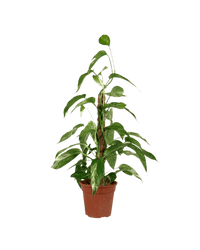 Epipremnum Pinnatum "Albo Variegata" - Potted plant - GIFT - EPIP - GRW - 3881 - Tumbleweed Plants - Online Plant Delivery Singapore
