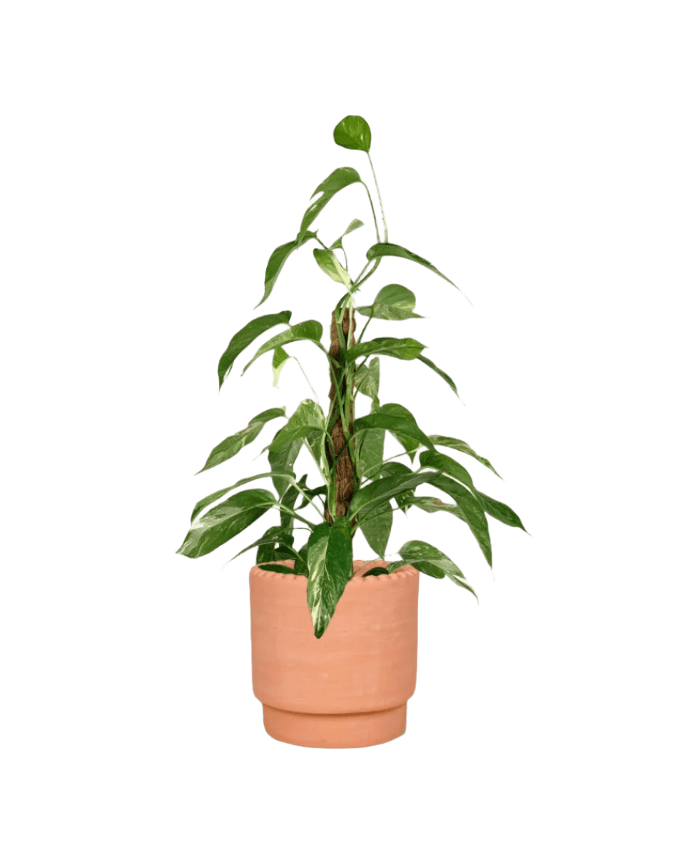 Epipremnum Pinnatum "Albo Variegata" - Potted plant - GIFT - EPIP - DTT - 3788 - Tumbleweed Plants - Online Plant Delivery Singapore