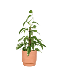 Epipremnum Pinnatum "Albo Variegata" - Potted plant - GIFT - EPIP - DTT - 3788 - Tumbleweed Plants - Online Plant Delivery Singapore