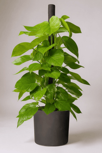 Epipremnum Money Plant - Tall - Potted plant - POTT - EPIP - GRW - 6619 - Tumbleweed Plants - Online Plant Delivery Singapore