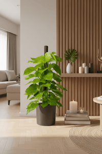 Epipremnum Money Plant - Tall - Potted plant - POTT - EPIP - GRW - 6619 - Tumbleweed Plants - Online Plant Delivery Singapore