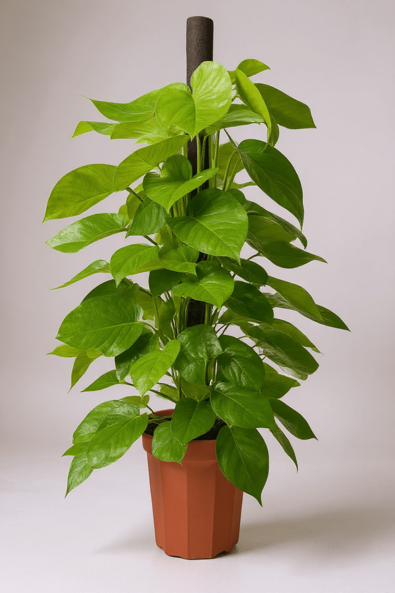 Epipremnum Money Plant - Tall - Potted plant - POTT - EPIP - GRW - 6619 - Tumbleweed Plants - Online Plant Delivery Singapore