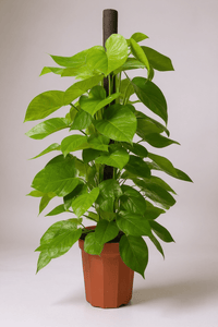 Epipremnum Money Plant - Tall - Potted plant - POTT - EPIP - GRW - 6619 - Tumbleweed Plants - Online Plant Delivery Singapore