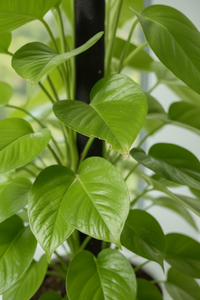 Epipremnum Money Plant (1m) - Potted plant -  Tumbleweed Plants