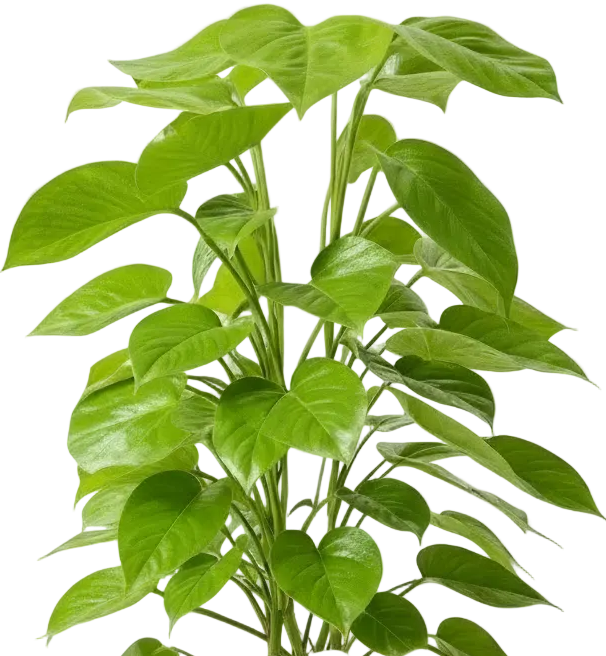Epipremnum Money Plant - Standard