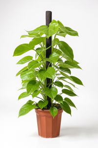 Epipremnum Money Plant (1m) - Potted plant -  Tumbleweed Plants
