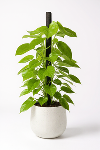 Epipremnum Money Plant (1m) - Potted plant -  Tumbleweed Plants