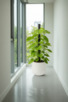 Epipremnum Money Plant (1m) - Potted plant -  Tumbleweed Plants