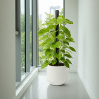 Epipremnum Money Plant (1m)