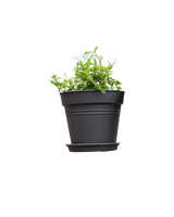 Essential Plastic Pot - Medium