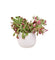 Euphorbia Monadenium