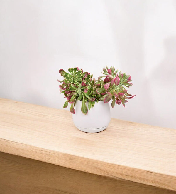 Tumbleweed Plants