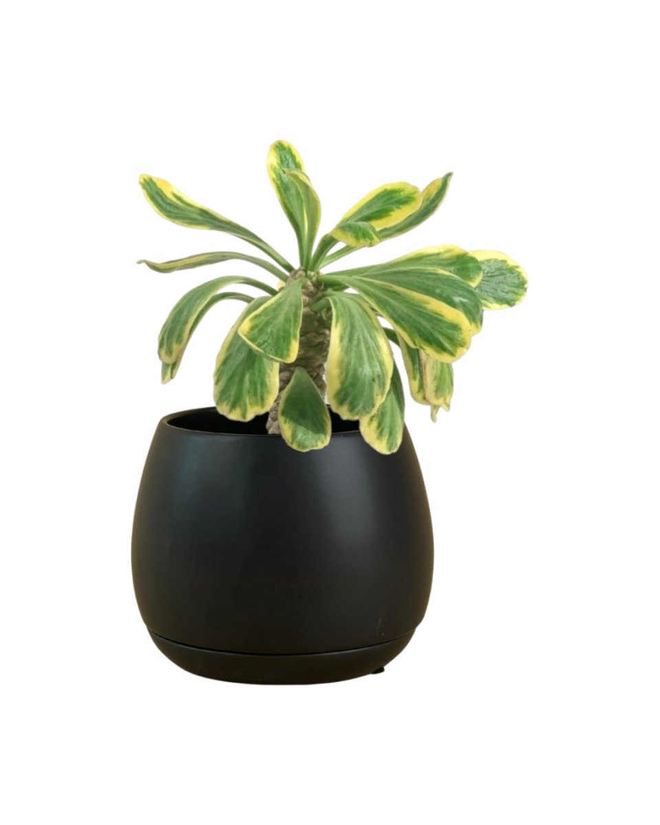 Euphorbia Poissonii - grow pot - Potted plant - Tumbleweed Plants - Online Plant Delivery Singapore