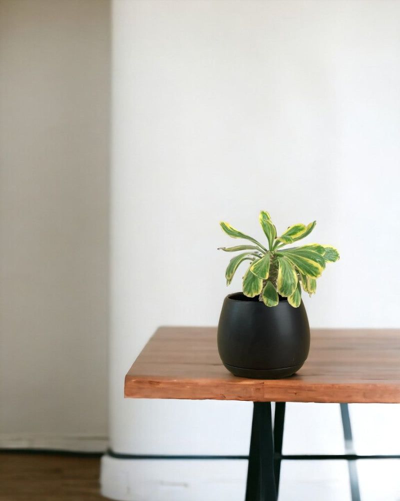 Euphorbia Poissonii - grow pot - Potted plant - Tumbleweed Plants - Online Plant Delivery Singapore