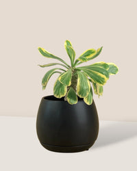 Euphorbia Poissonii - grow pot - Potted plant - Tumbleweed Plants - Online Plant Delivery Singapore