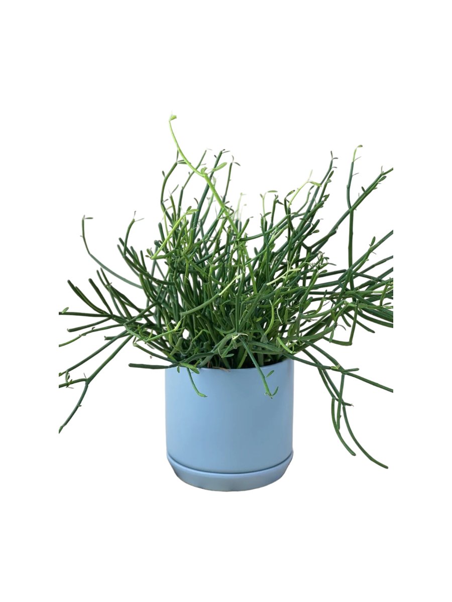 Euphorbia Tirucalli (Pencil cactus) - grow pot - Potted plant - Tumbleweed Plants - Online Plant Delivery Singapore