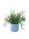 Euphorbia Tirucalli (Pencil cactus) - grow pot - Potted plant - Tumbleweed Plants - Online Plant Delivery Singapore