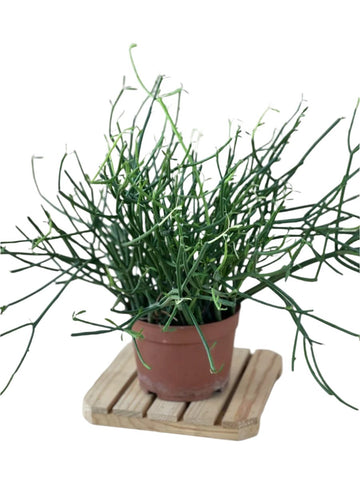 Euphorbia Tirucalli (Pencil cactus) - grow pot