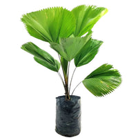 Fan Palm - grow pot - Potted plant - Tumbleweed Plants - Online Plant Delivery Singapore