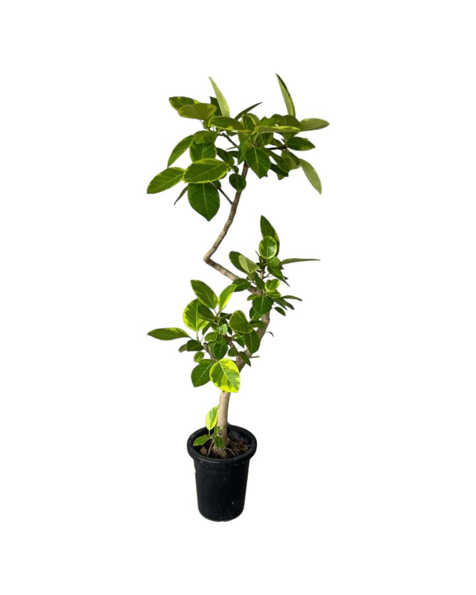 ficus altissima standard Ficus Altissima Bending