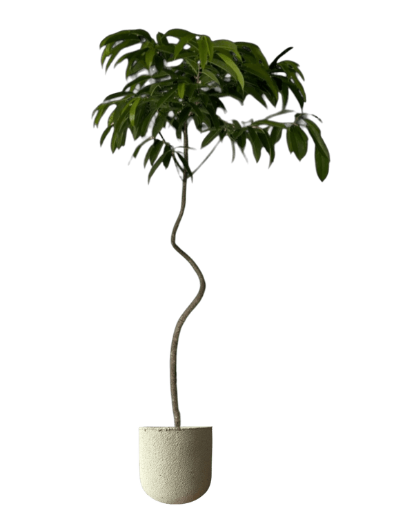 Ficus Amsterdam King - Potted plant - GIFT - FICU - GRW - 5153 - Tumbleweed Plants - Online Plant Delivery Singapore