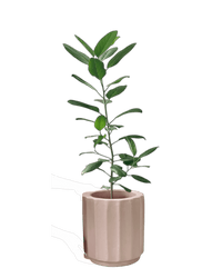 Ficus Audrey - Potted plant - POTT - FICU - MTC - 4205 - Tumbleweed Plants - Online Plant Delivery Singapore