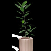 Ficus Audrey