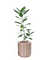 Ficus Audrey
