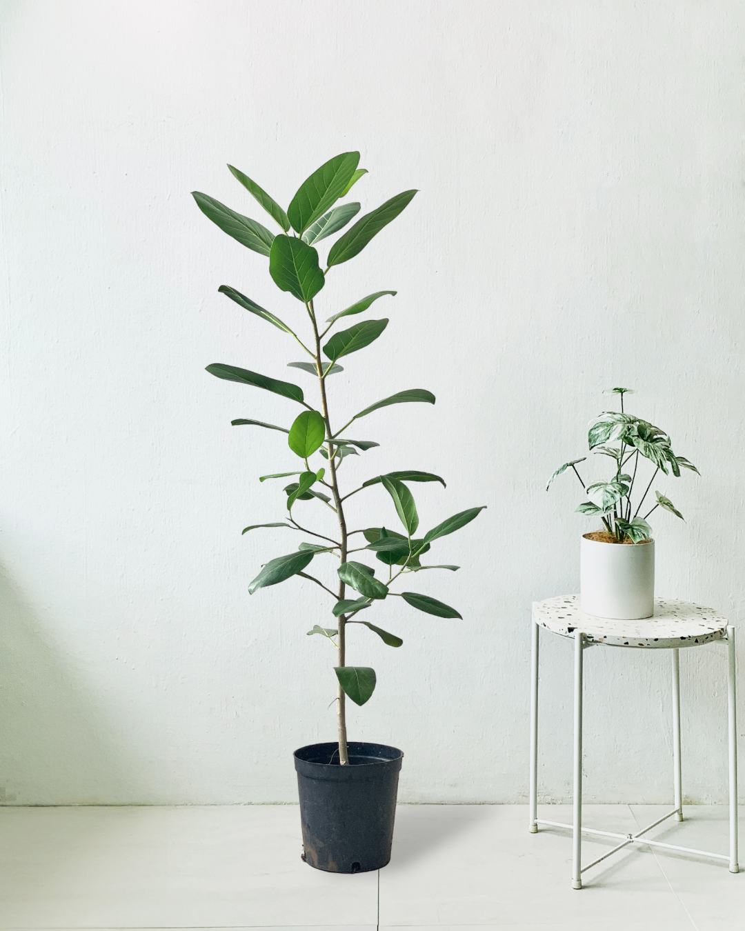 Ficus Audrey - Potted plant -  Tumbleweed Plants