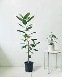 Ficus Audrey - Potted plant -  Tumbleweed Plants