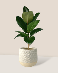 Ficus Elastica Robusta - Potted plant - POTT - RUBB - GRW - 1899 - Tumbleweed Plants - Online Plant Delivery Singapore