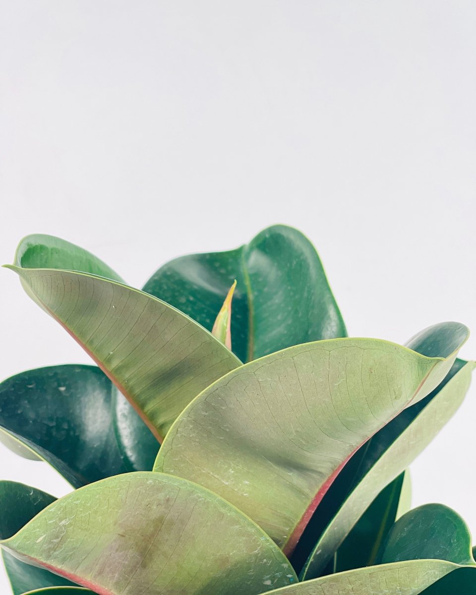 Ficus Elastica Robusta
